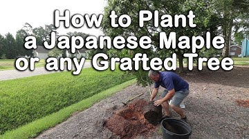 How to Plant a Japanese Maple (How to Plant Grafted Trees)