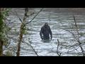 Trail Camera Footage That Could Finally Prove Bigfoot Exists - Part 2