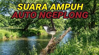 Cigun Gacor Full Isian Suara Alam Liar | Jungle Birdsong & Nature Sounds for Masteran
