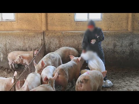 &amp;#39;완충지&amp;#39; 연천서 아프리카돼지열병 확진…14번째 발병 / 연합뉴스TV (YonhapnewsTV)
