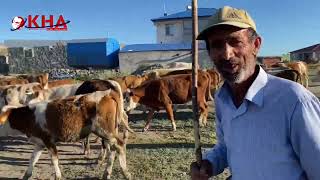 Süt inekleri 12 saatlik yaylımdan köye geliyor