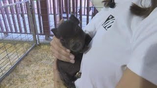 10News is hanging out during The Florida State Fair's opening day