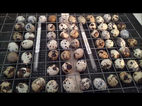 Инкубация перепелиных яиц. Режим инкубации перепёлок. Наш метод.