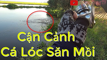 Câu Cá Lóc  Test Lưỡi Câu Mới Trứng Rùa Cá Ăn Tự Đống || Nguyen Trong TV