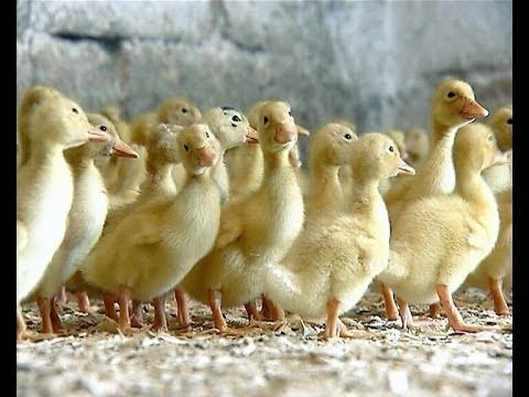 \"ჩვენი ფერმა\" - წყლის ფრინველები - იხვები