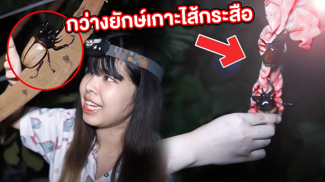 จับด้วงกว่างยักษ์ เกาะใส้ กระสือ ตอนตี 3 สุดหลอน