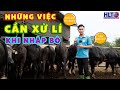 PHÒNG BỆNH HƠN CHỮA BỆNH! NHỮNG ĐIỀU CẦN LÀM KHI NHẬP BÒ MỚI.