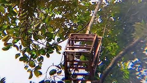 Suara pikat cucak ijo mini memanggil lawan di hutan...‼️
