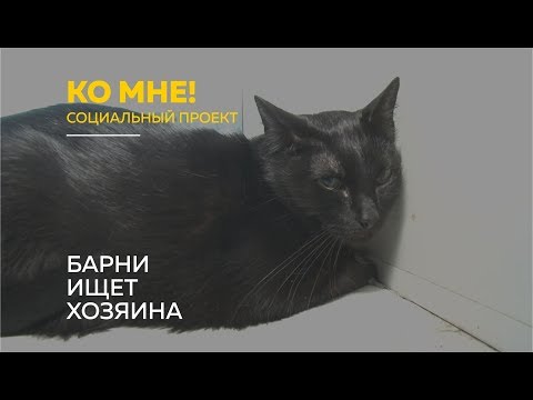 «Ко мне!»: причины агрессии у котов и как приручить питомца