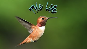 Hummingbird Facts And More About The Smallest Bird Species