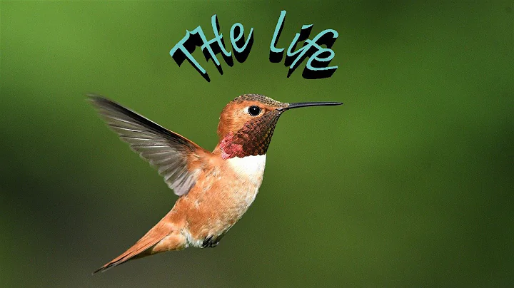 Hummingbird Facts And More About The Smallest Bird Species