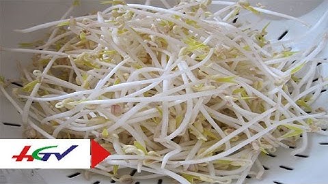 Phát hiện sử dụng hóa chất "lạ" để làm giá ăn | HGTV