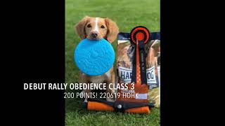 Moxie 1st place! Rally obedience class3 by Moxie The Toller 2,717 views 4 years ago 1 minute, 50 seconds