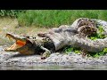 Это Нужно Видеть! Голодный Питон Проглотил Гигантского Крокодила! Битвы животных Снятые на камеру!