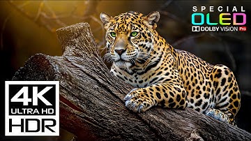 The Best 4K HDR 60fps | Dolby Vision (4K Video)