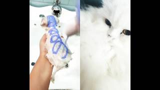 Cute Pets