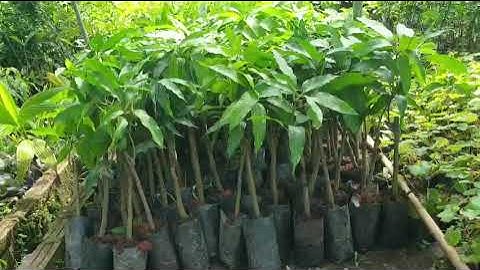 CÂY XOÀI CÁT HOÀ LỘC , GIỐNG XOÀI SIÊU NGON - 0865804321