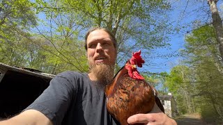 Letting The Roosters Out For The Day | Farm Animal Sanctuary Vlog | Roosters Are Nice