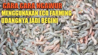 NGAWUR | Pupuk Eco farming di gunakan untuk tambak udang? Emang tanaman bro???🤣🤣🤣🤣