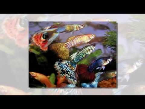 Freshwater Fish Store In Lakeland FL - YouTube