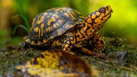 Successful Box Turtle Hibernation!!!