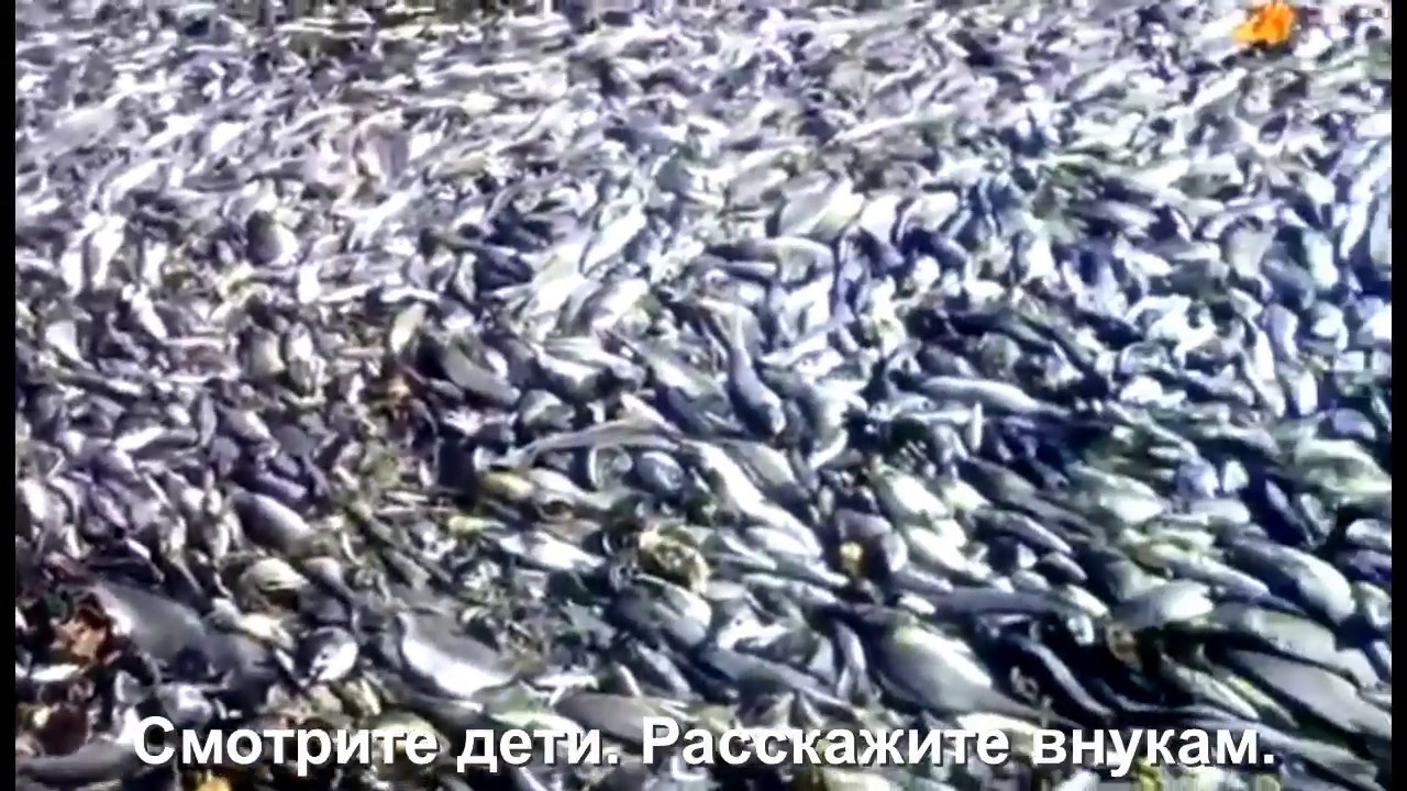 Ооо вест фиш камчатка