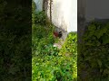 Cock Video viral||Family Vlogs
