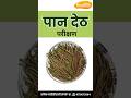 द्राक्ष बागेत जास्त उत्पादनासाठी पान देठ परीक्षण का आवश्यक? | Petiole Testing Explained