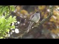 Zwartkop blackcap