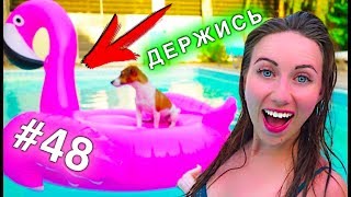 ФЛАМИНГО ЧЕЛЛЕНДж БАССЕЙН Развлечений КИПР КОНКУРС #48 | Elli Di Pets ФЛАМИНГО ЧЕЛЛЕНДж БАССЕЙН Развлечений КИПР КОНКУРС #48 | Elli Di Pets