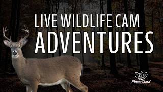 LIVE Northern Michigan Wildlife Cam Interactive Feeder Cabin Radio