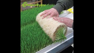 How to install hydroponic fodder system