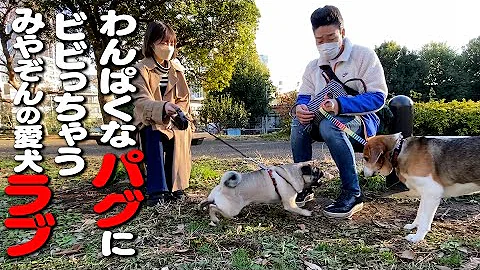 みやぞんの愛犬ラブのお友達パグのきなこ トリミングに行く Mp3