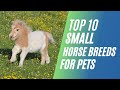 Top 10 Small Horse Breeds for YOU to Keep