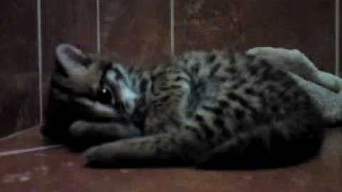 Video 630461: baby asian leopard cat