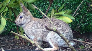 Rabbit In My Garden 3