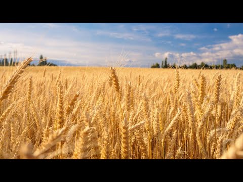 小麦的一生｜现代农业种植和收获小麦｜面包啤酒制作过程