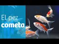 Los cometas · Goldfish para tu acuario o estanque ☄