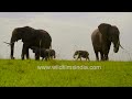 Mommy Africa elephant feeding her baby in Kenya&#39;s Masai Mara grasslands