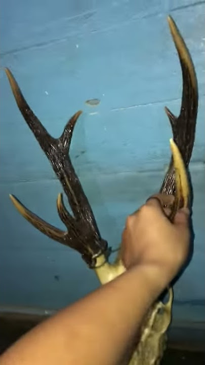 Tanduk rusa cabang 7 asli Kalimantan  dan sangat langka
