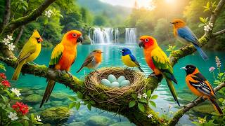 Soothing Piano with Beautiful Birdsong 🍃 Tranquil Forest Sounds for Peace & Stress Relief screenshot 4