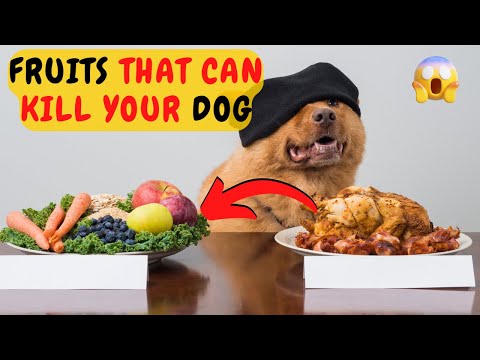 Video: Eet honde mandaryne?