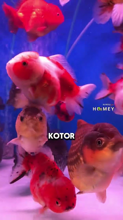 Pelihara Ikan Mas Koki Itu Gampang-gampang Sulit, Memang Benar? #shorts