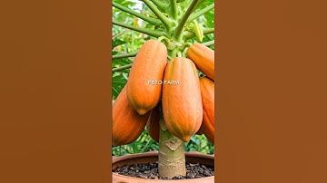 CHIẾT CÂY ĐU ĐỦ - TẠO CÂY ĐU ĐỦ LÙN  - Make a short papaya tree #papaya #dudu #petofarm #fruit