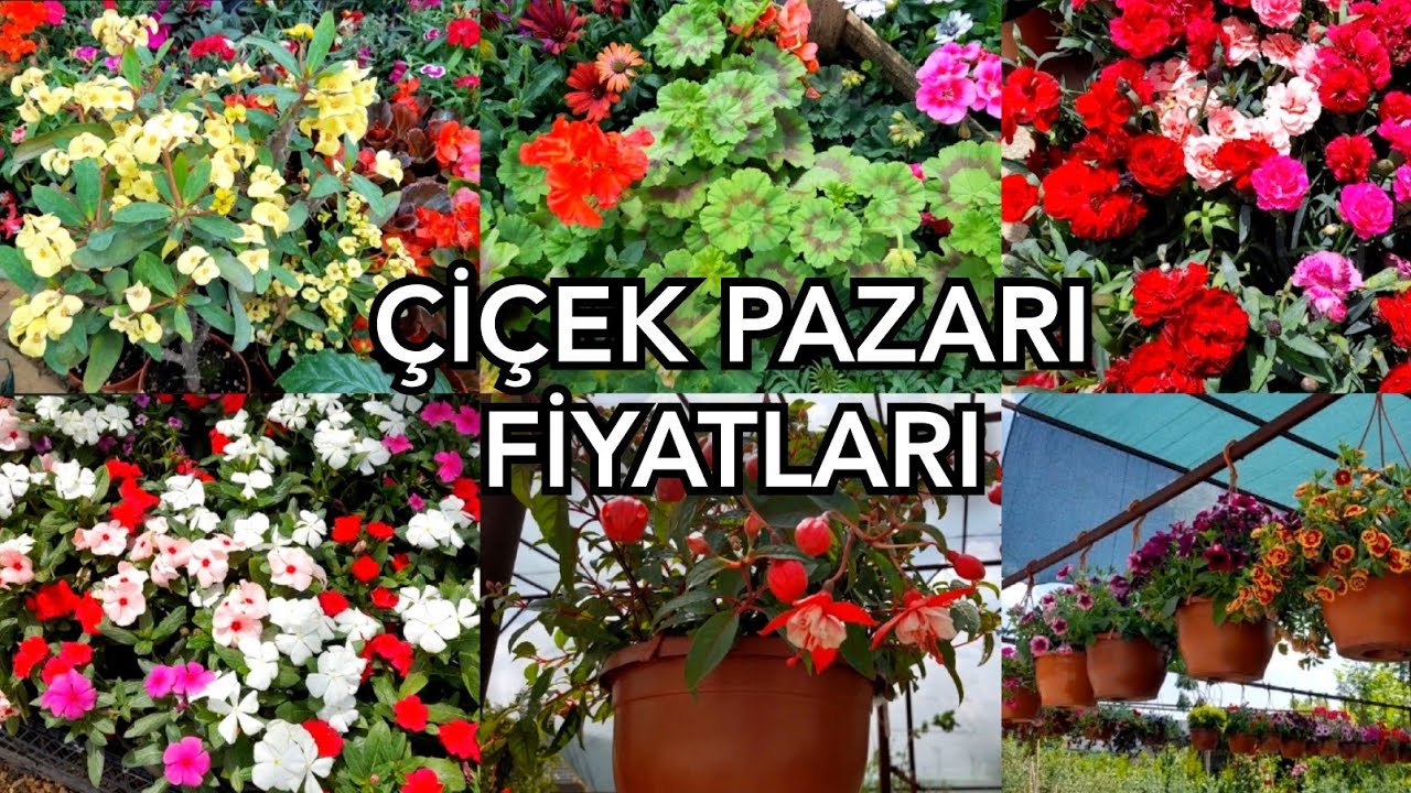 FİDAN PAZARININ ÇİÇEK FİYATLARI🌼🌹🍀#çiçekfiyatları #çiçekpazarı