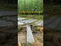 Village Bridge Project Part 4 The Curing#shorts