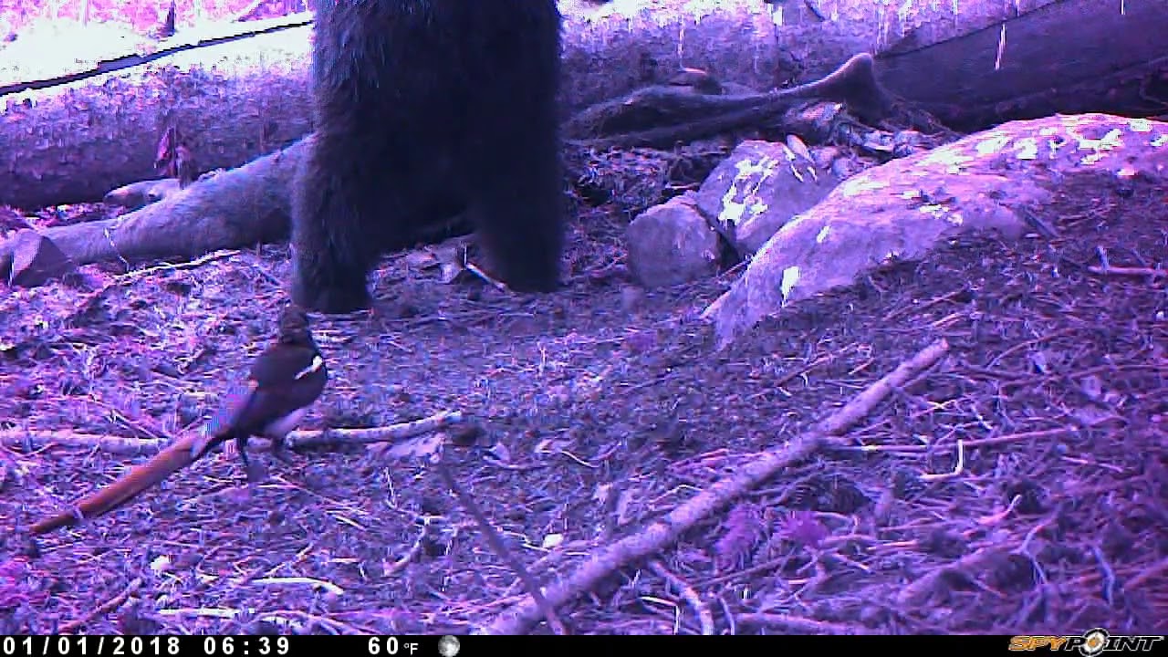 Trail Cam Results on Cow With Tree On His Head YouTube