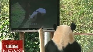 Can TV cheer up a bored panda? BBC News