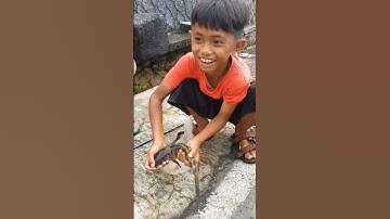 Thumbnail of bocil mancing dapat channa auranti segede ini 😮😮 ikan siapa yg d buang ini #video #shorts