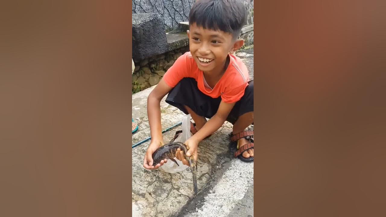 bocil mancing dapat channa auranti segede ini 😮😮 ikan siapa yg d buang ini #video #shorts